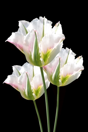 flowers white tulips on a black backgroundの写真素材