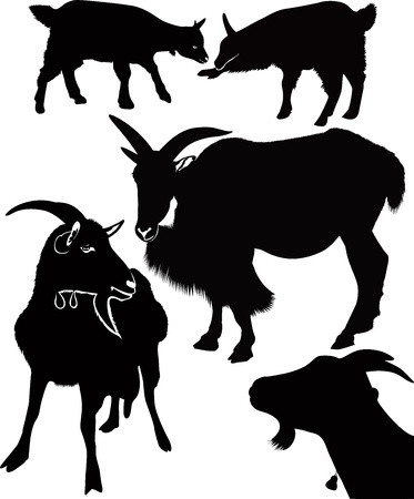 goat kids animals isolated white backgroundのイラスト素材