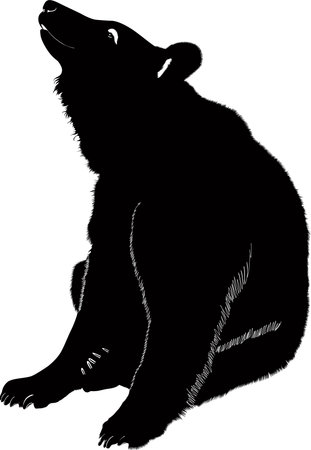 Bears animals 