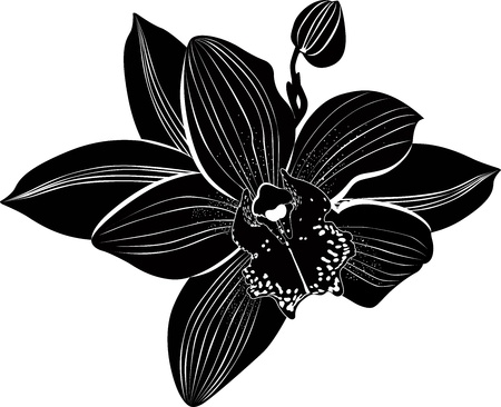 Orchids flowers it is isolatedのイラスト素材