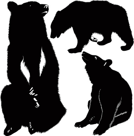 Bears white brown animalsのイラスト素材