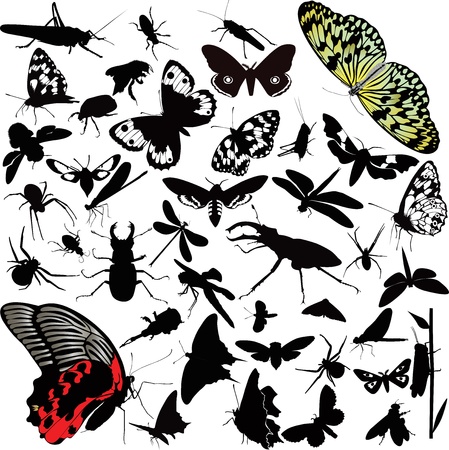 insects animals butterflyのイラスト素材