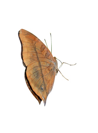 beautiful insectの写真素材