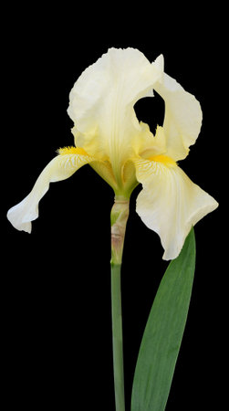 irises on a black background