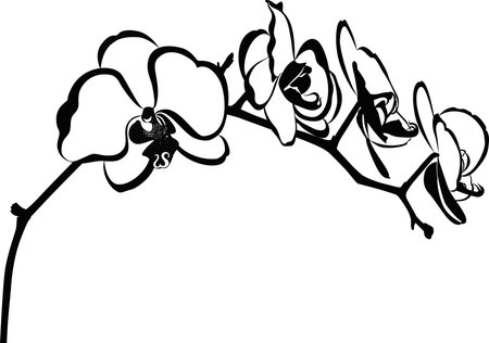 orchid flower branch vector isolatedのイラスト素材