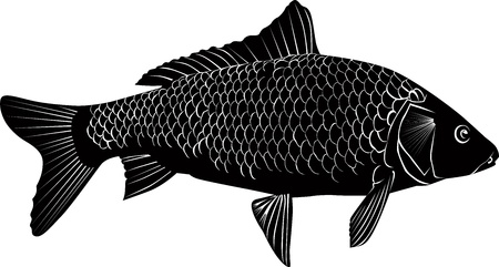 carp fish isolated on a white backgroundのイラスト素材