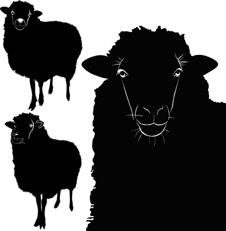 animal sheep lamb vector isolated on white backgroundのイラスト素材