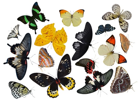 insect collection of butterflies isolated on white backgroundの写真素材