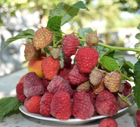 bush ripe juicy raspberries