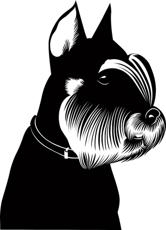 miniature schnauzer puppy dog vector isolatedのイラスト素材