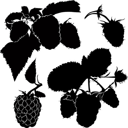 berry raspberry bush twig vector isolatedのイラスト素材