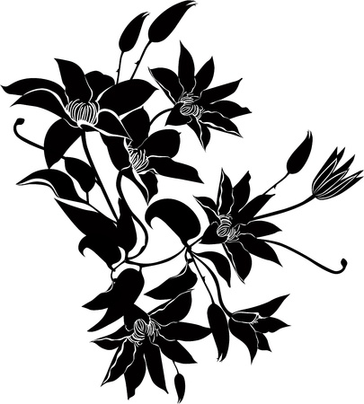clematis flowers vector isolatedのイラスト素材