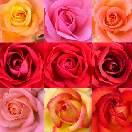 flowers roses collageの写真素材