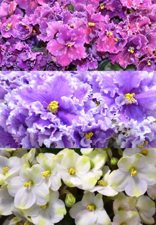 Saintpaulia violets collage collection flowersの写真素材