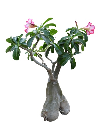 ficus bonsai potted plantsの写真素材