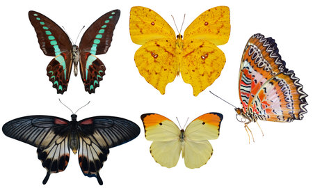 collection of butterflies insects isolated on white backgroundの写真素材