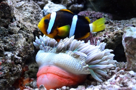 nemo fish and sea anemoneの写真素材