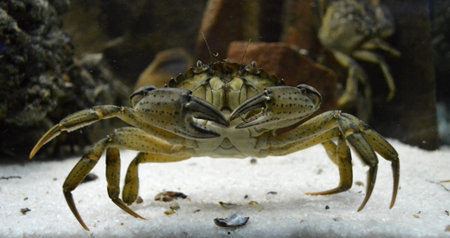 Marine crab in the aquarium