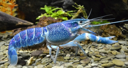 Aquarium marine blue animal cancerの写真素材