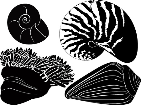 Nautilus seashells  anemones isolated on white backgroundのイラスト素材