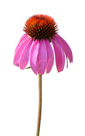 echinacea flower isolated on white backgroundの写真素材