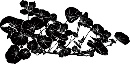 nasturtium flowers isolated on white backgroundのイラスト素材