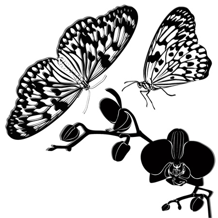 tropical butterflies and orchids isolated on white backgroundのイラスト素材