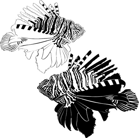 marine aquarium fish Zebra Lionfish samaraのイラスト素材