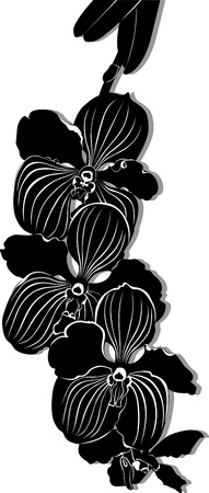 orchidsのイラスト素材