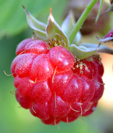 raspberries