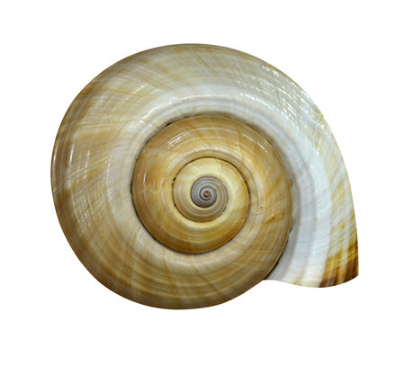  shell