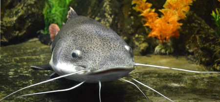  catfish fish natureの写真素材