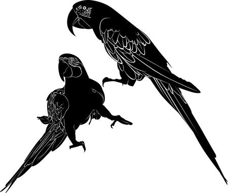   parrotのイラスト素材