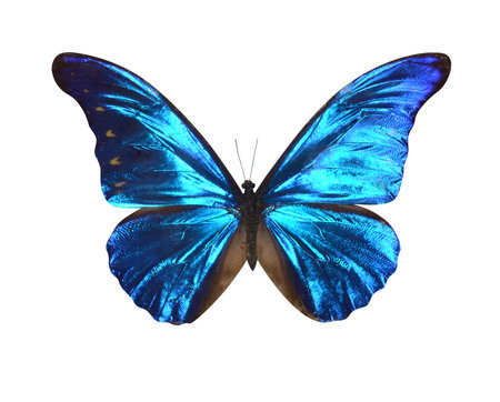 butterflies