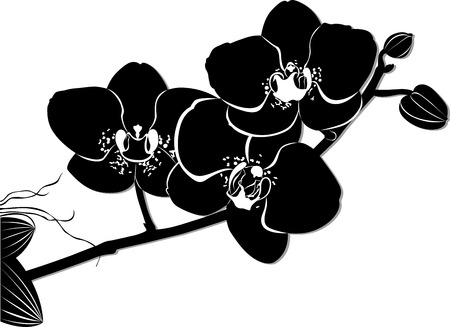 Orchids flowers it is isolatedのイラスト素材