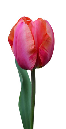 tulip flower の写真素材