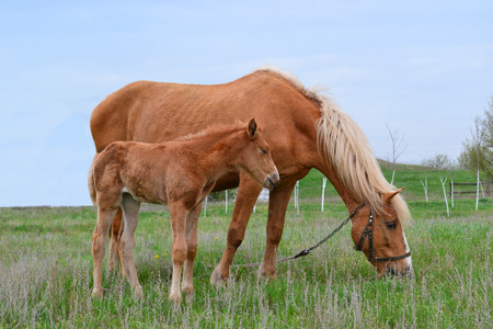 Horse nature animal favoriteの写真素材