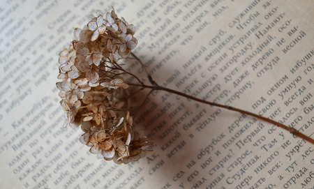 old book and flowersのeditorial素材