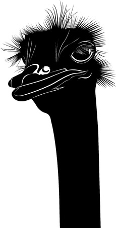 ostrich illustration のイラスト素材