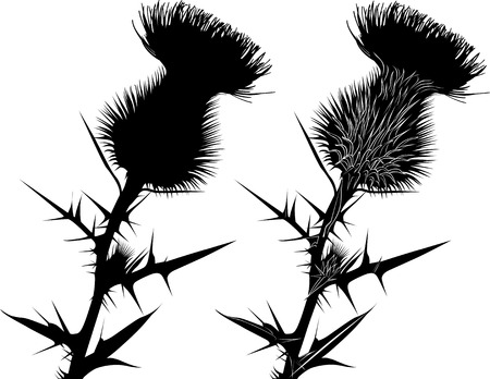 thistleのイラスト素材