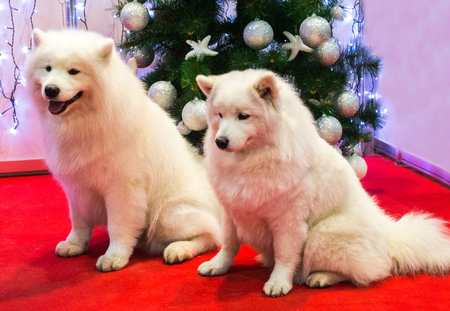 Samoyed dogの写真素材