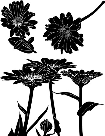 Calendula flowersのイラスト素材