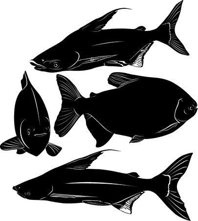 fish Pangasius and Colossomaのイラスト素材
