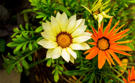 gazaniaの写真素材