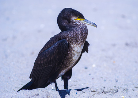 cormorantの写真素材