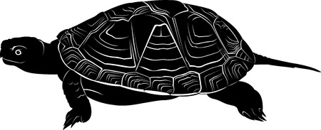 turtleのイラスト素材