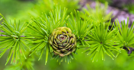 spruce branch with conesの写真素材