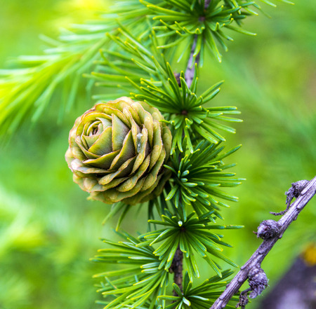 spruce branch with conesの写真素材