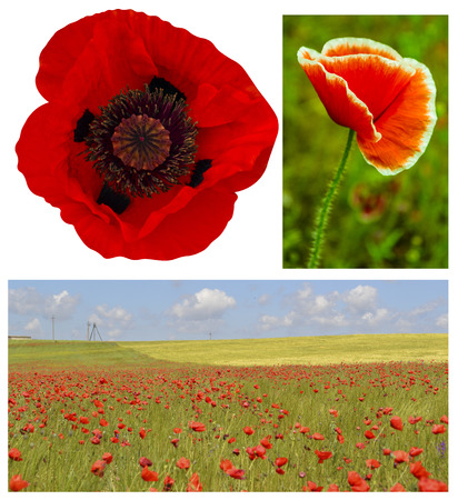 poppyの写真素材