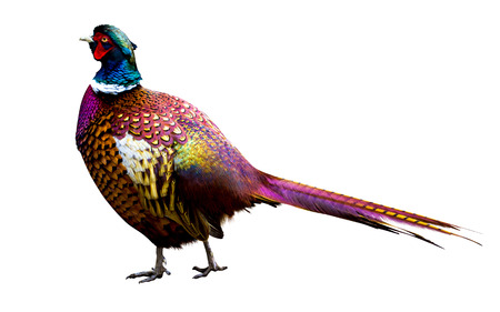 pheasantの写真素材